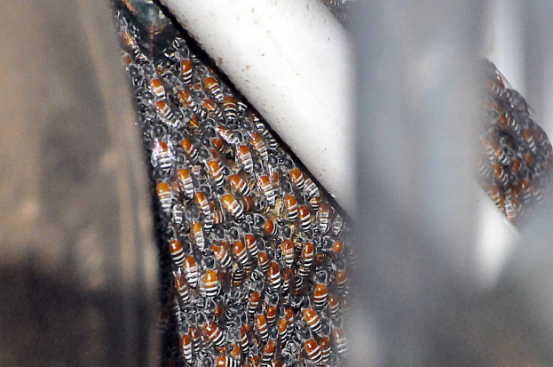 Eine Gruppe von Honigbienen auf einer Oberfläche, einige mit ausgebreiteten Flügeln und andere mit gefalteten Flügeln.