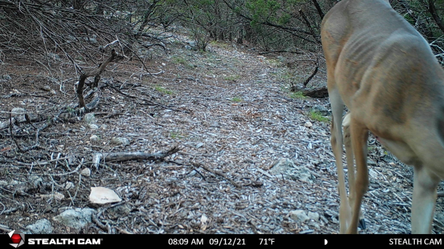 Ein Reh, das auf einer staubigen Straße in einem bewaldeten Gebiet entlanggeht, umgeben von Steinen, Zweigen und Bäumen, mit Text am unteren Rand, der "Stealth Cam - Hirschjagd in Texas" lautet.