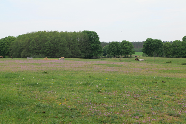 Ein grünes Grasfeld mit Wildblumen, grasenden Tieren, Bäumen und einem klaren blauen Himmel im Hintergrund.