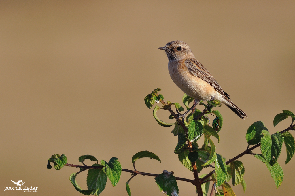 Ein Vogel auf einer Pflanze.