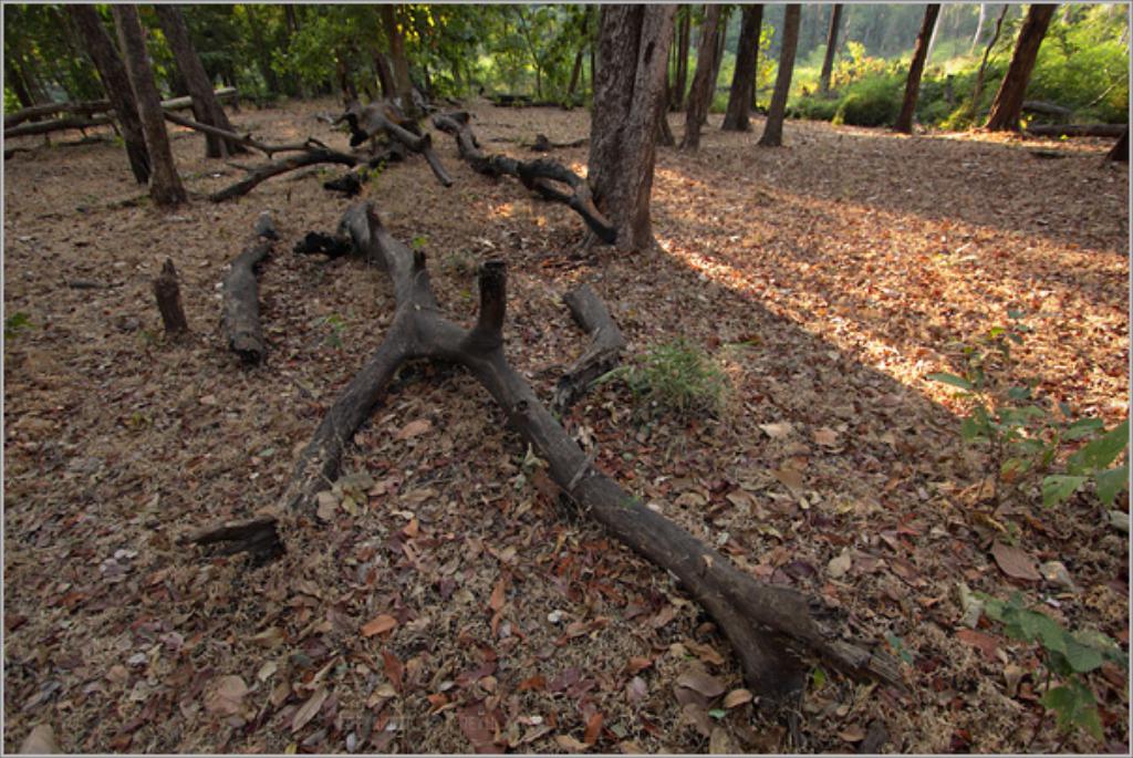 Trockene Blätter und Zweige auf dem Boden mit Pflanzen und Bäumen im Hintergrund.
