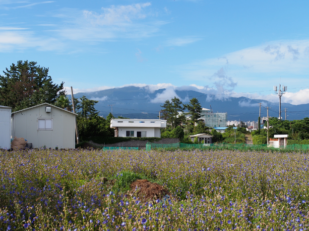 Eine Stadtansicht mit zahlreichen Gebäuden, Bäumen, einem Berg im Hintergrund, einem klaren Himmel, einem Strommast mit Drähten und Grünflächen einschließlich Pflanzen und Gras.
