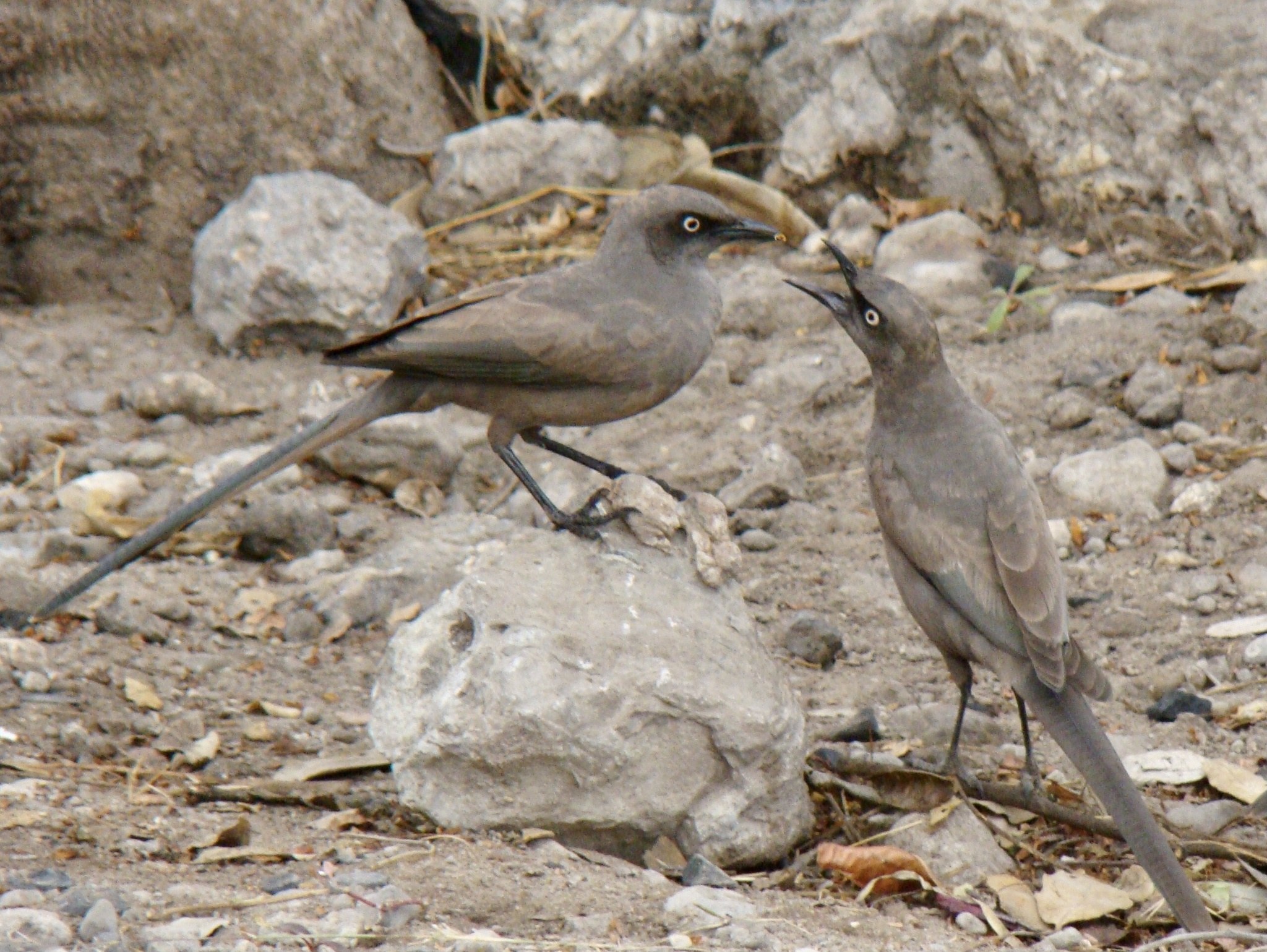 Zwei Vögel auf steinigem Boden mit offenen Schnäbeln und leuchtenden Augen, die zu lachen scheinen.