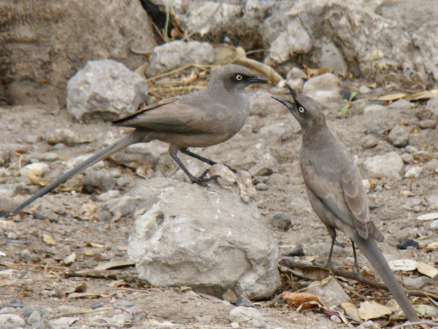 Zwei Vögel auf steinigem Boden mit offenen Schnäbeln und leuchtenden Augen, die zu lachen scheinen.