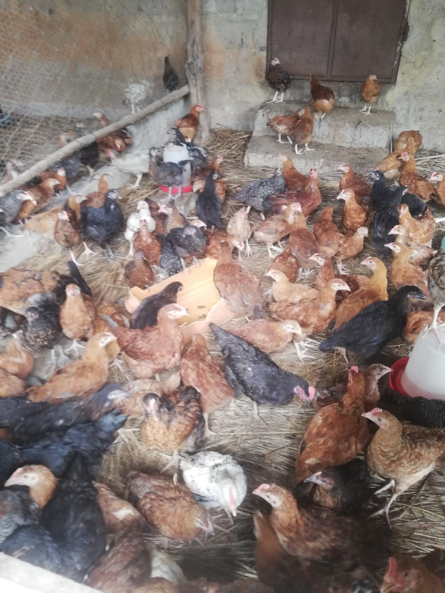 Große Gruppe von Hennen in einem Maschendrahtzaun mit einer Wand und einer Tür im Hintergrund, einschließlich eines Eimers mit Hennen auf der rechten Seite.