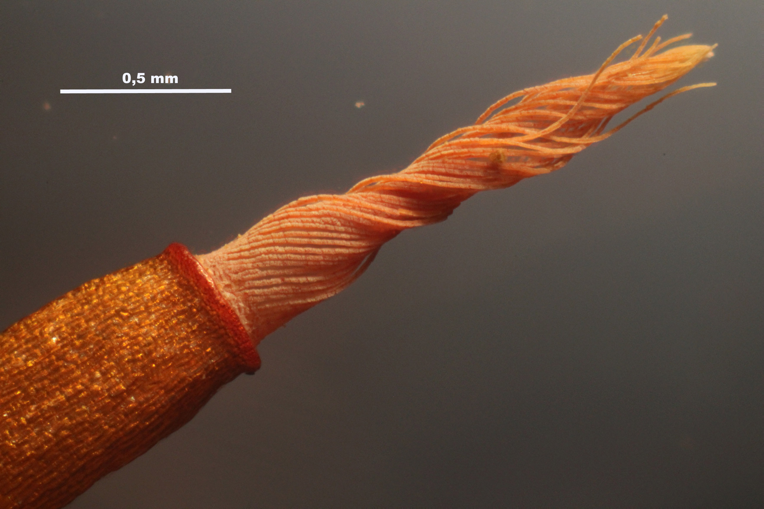 Nahaufnahme eines Kupferkabels mit kleinen orangen Fasern und Text oben.