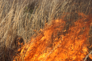 Verschreibung von Feuer in einem grasigen Feld mit hohem Gras in Flammen und Rauch, der in den Himmel aufsteigt.