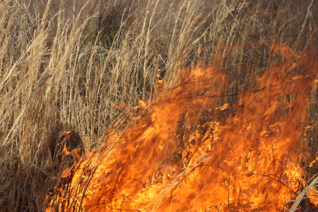 Verschreibung von Feuer in einem grasigen Feld mit hohem Gras in Flammen und Rauch, der in den Himmel aufsteigt.