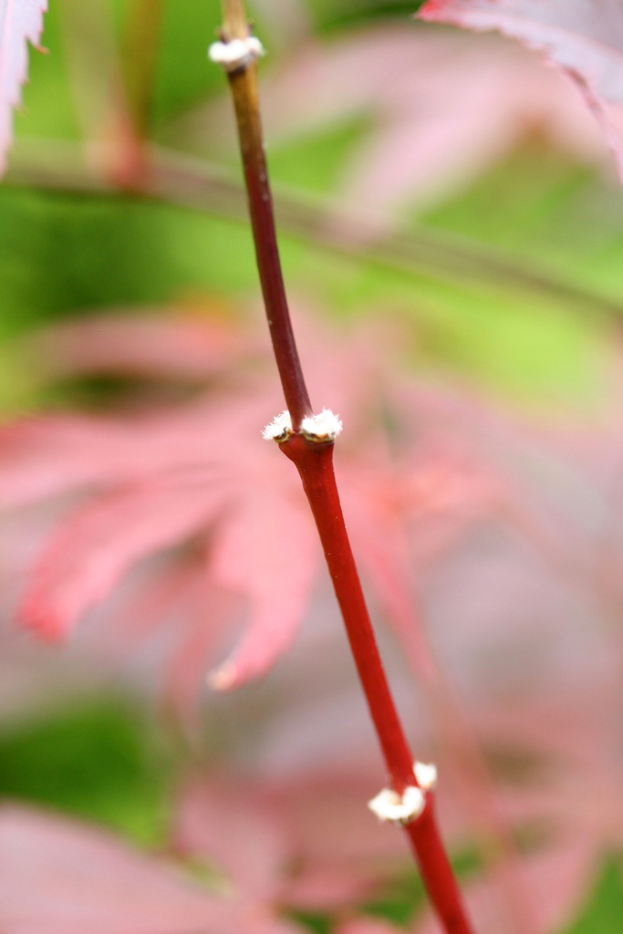 Ein Nahaufnahme-Bild eines Pflanzenstamms mit einem unscharfen Hintergrund.
