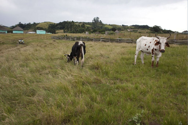 Eine pastorale Szene mit Kühen auf der Wiese, ein paar Menschen, einige Häuser mit Zäunen, Bäume und einen klaren Himmel.
