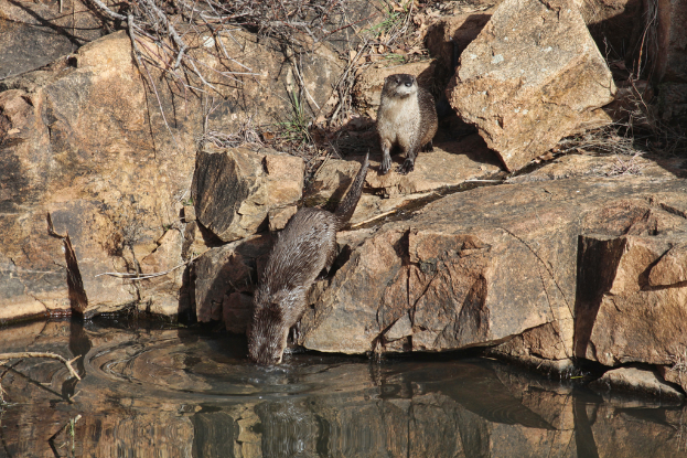 Tiere auf einem Hügel mit einem See unten.