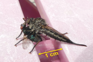 Ein Nahaufnahme eines Raubfliege auf einer pinken Oberfläche mit einem Pfeil und Text unten.