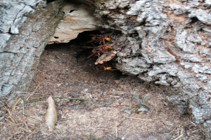 Ein Hornissennest in der Rinde eines Baumes am Boden, mit zwei Wespen darin, umgeben von Gras.