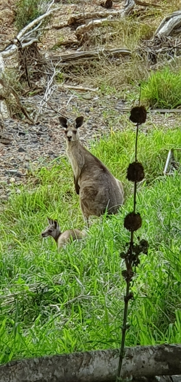 Ein Känguru und sein Junges stehen auf der Wiese neben einem Baum, umgeben von Pflanzen, trockenen Blättern und Baumstämmen.