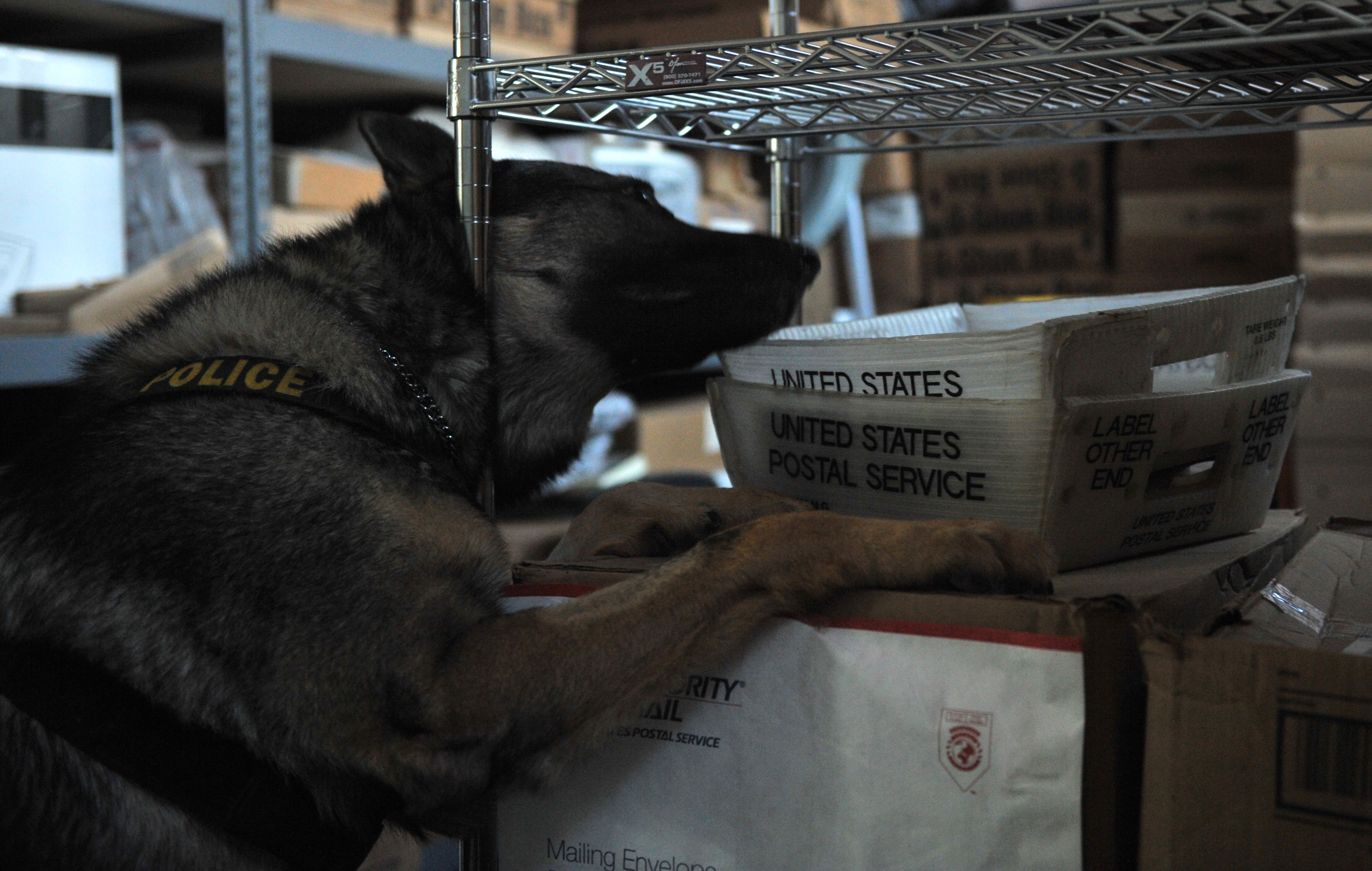 Ein schwarzer und brauner Polizeihund liegt auf einem Stapel Kisten in einem Lagerhaus, umgeben von Kartonagen auf Regalen.