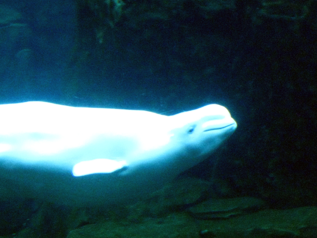 Ein Delphin schwimmt unter Wasser.