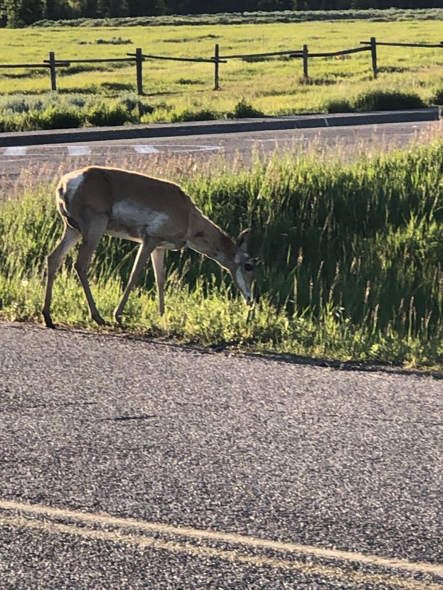 Ein Reh grast am Straßenrand, umgeben von Gras und einem Zaun, mit Bäumen im Hintergrund.