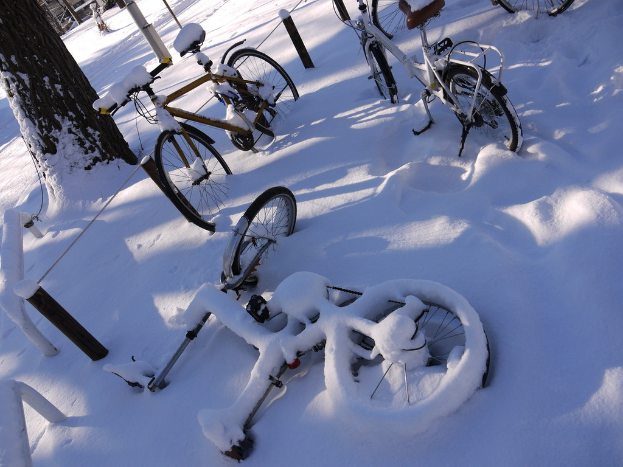 Viele Fahrräder sind teilweise mit Schnee bedeckt und stehen neben einem Baumstamm und einer Straße.