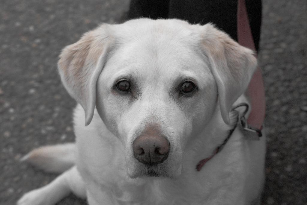 Ein gek√ľrzter Hund an einer Leine mit einer gek√ľrzten Person auf einer Stra√üe.