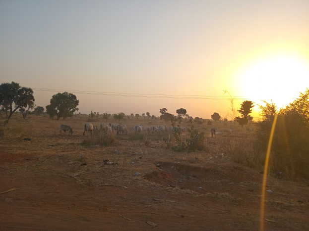 Eine Herde Rinder grast auf einem Feld bei Sonnenuntergang, mit einem Himmel voller Oranges, Pinks und Purpurs, und die Sonne geht hinter ihnen unter, umgeben von Bäumen und Pflanzen.